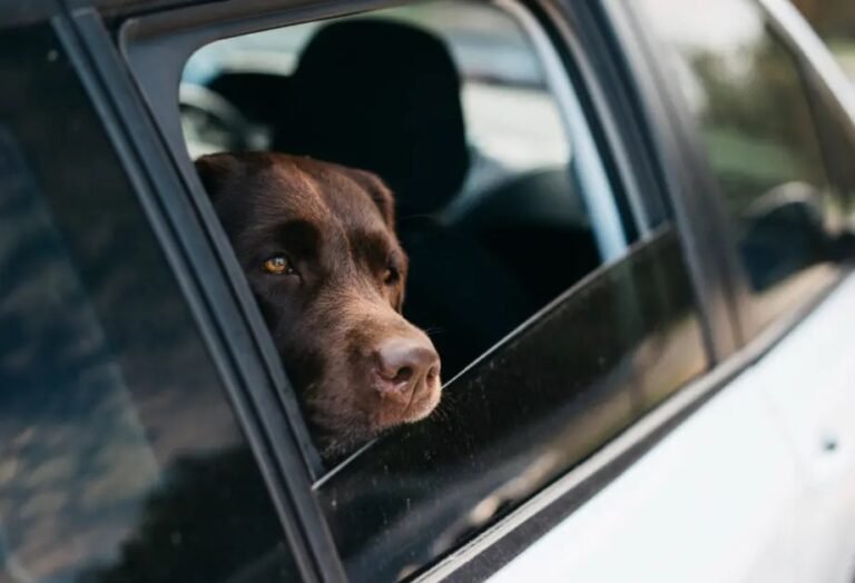 nortinf - cachorro-preto-grande-no-carro-1024x683